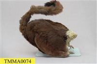 白面鼯鼠藏品圖，第7張